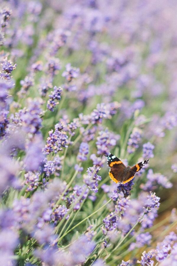 Lavender Candle - Image 3