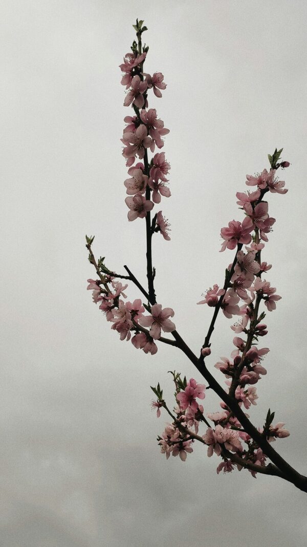 Peach Blossom Candle - Image 2