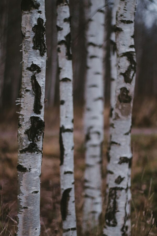 White Birch Candle - Image 3