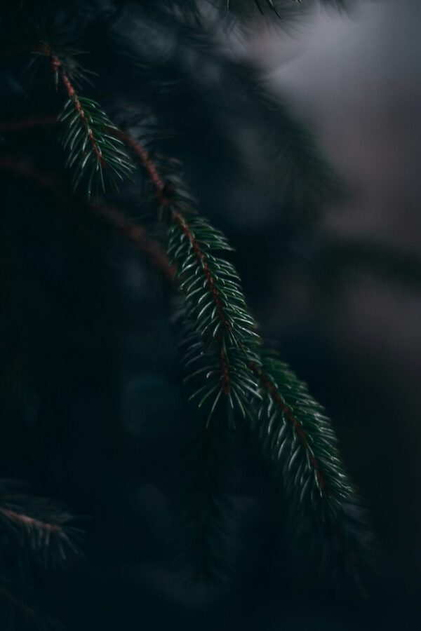 Mesa Pine Candle - Image 3