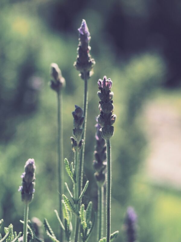 Peach Lavender Candle - Image 3